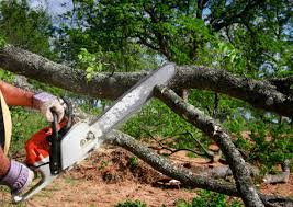 Best Tree Preservation Services  in Castle Rock, WA