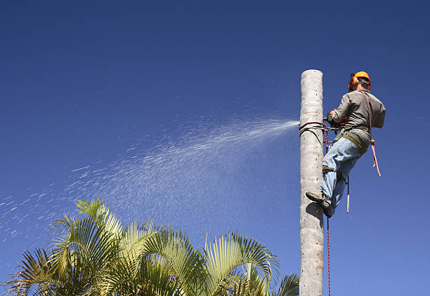 Best Arborist Consultation Services  in Castle Rock, WA