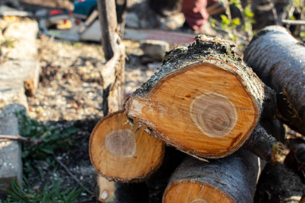 Best Storm Damage Tree Cleanup  in Castle Rock, WA