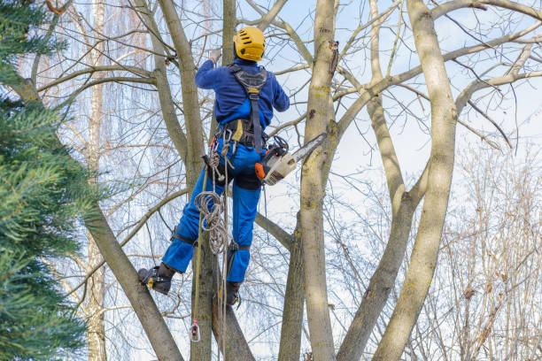 Best Firewood Processing and Delivery  in Castle Rock, WA