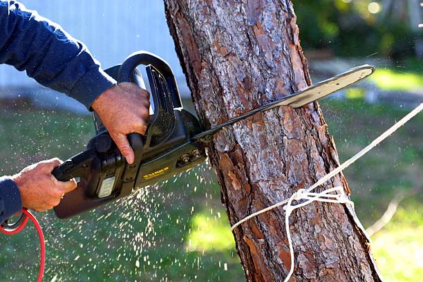 Best Hazardous Tree Removal  in Castle Rock, WA