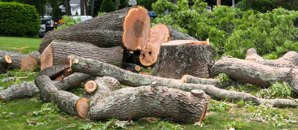 Best Tree Maintenance Programs  in Castle Rock, WA