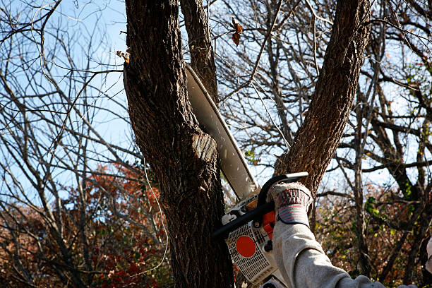 Best Emergency Tree Removal  in Castle Rock, WA