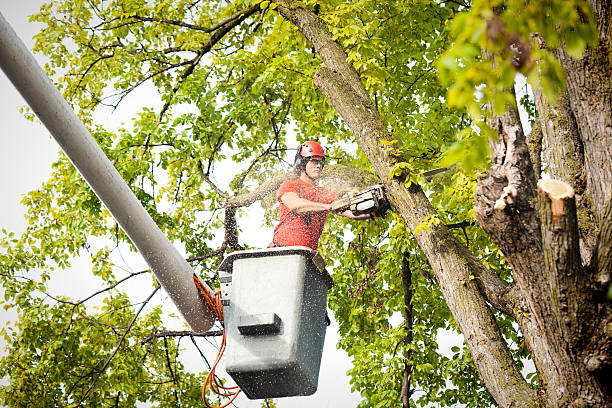 Best Commercial Tree Services  in Castle Rock, WA