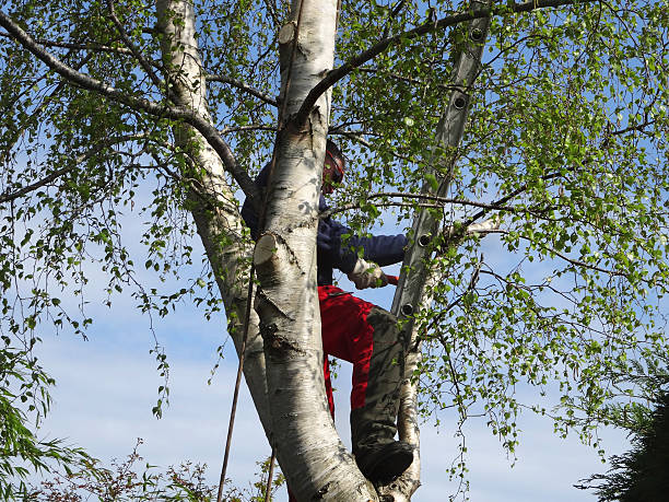 Best Tree Risk Assessment  in Castle Rock, WA