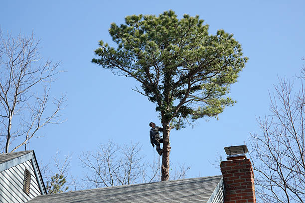 How Our Tree Care Process Works  in  Castle Rock, WA