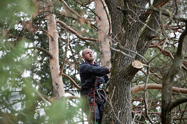 Leaf Removal in Castle Rock, WA