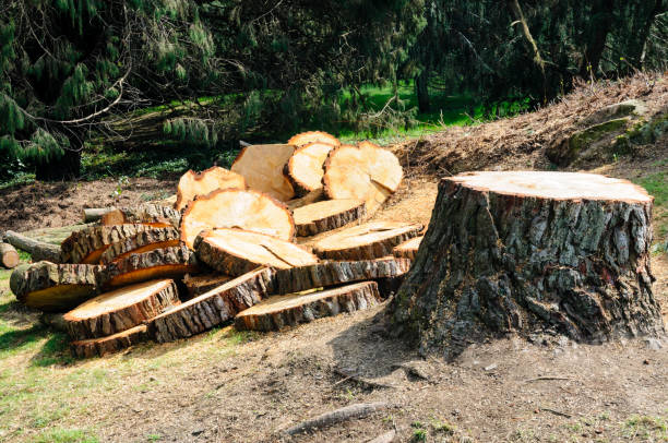 Best Fruit Tree Pruning  in Castle Rock, WA